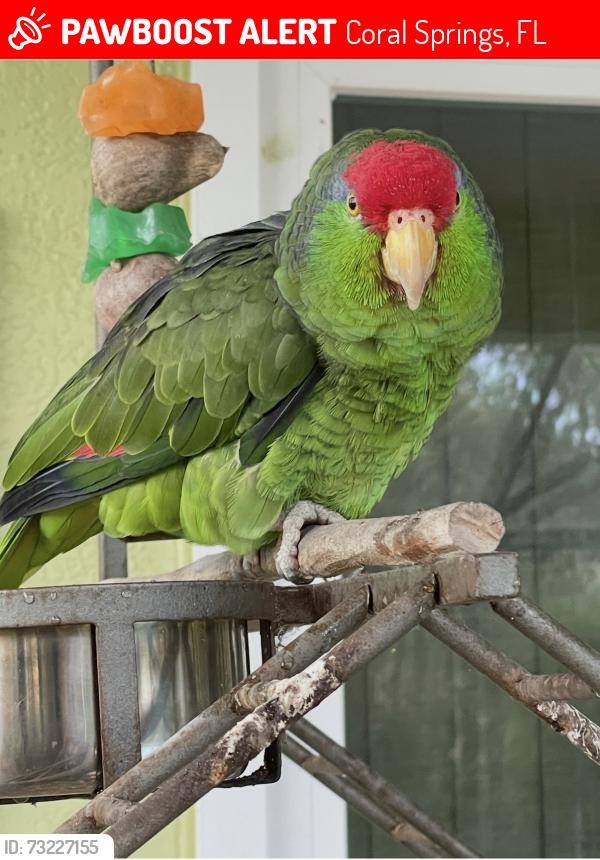 Lost Male Bird last seen Near NW 81 terrace. Coral Springs, Coral Springs, FL 33071