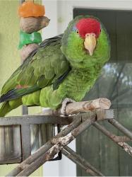 Lost Male Bird last seen Near NW 81 terrace. Coral Springs, Coral Springs, FL 33071