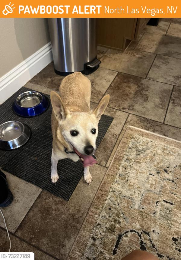 Found/Stray Male Dog last seen Manor at Aliante.. Raptor Ct, North Las Vegas, NV 89084