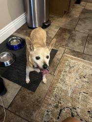 Found/Stray Male Dog last seen Manor at Aliante.. Raptor Ct, North Las Vegas, NV 89084
