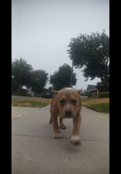 Lost Male Dog last seen By Lash Pilot, Santa Monica, CA 90401