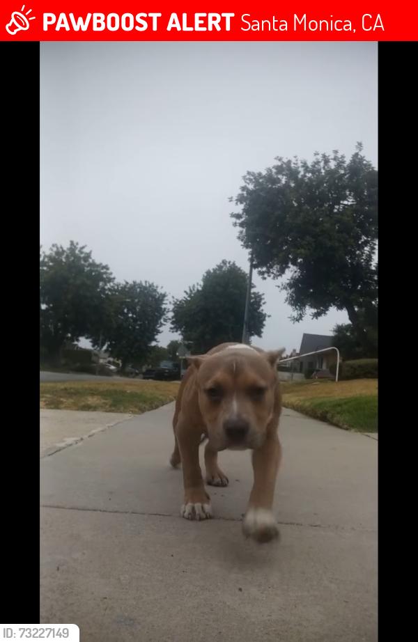 Lost Male Dog last seen By Lash Pilot, Santa Monica, CA 90401
