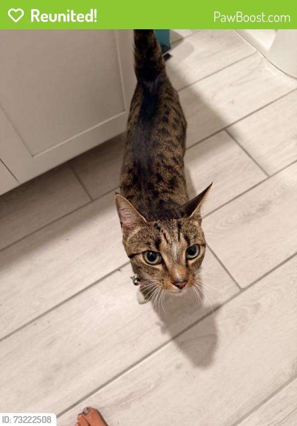 Reunited Unknown Cat last seen Grand Teton and Hualapai, Las Vegas, NV 89166