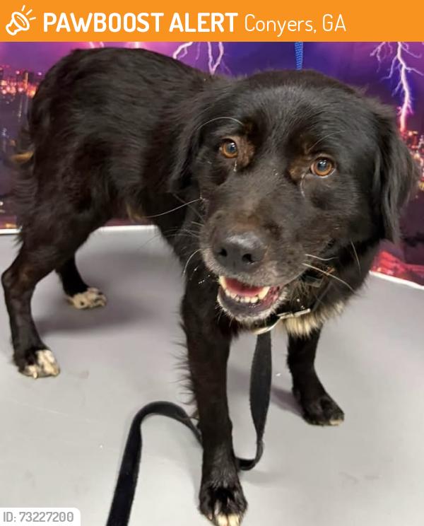 Found/Stray Male Dog last seen Located at Rockdale County Animal Service, 1506 Rockbridge Road, Conyers, GA 30012, Conyers, GA 30012