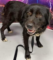 Found/Stray Male Dog last seen Located at Rockdale County Animal Service, 1506 Rockbridge Road, Conyers, GA 30012, Conyers, GA 30012