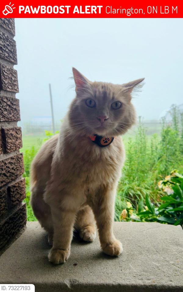 Lost Male Cat last seen Boatland rv and concession road 8, Clarington, ON L0B 1M0