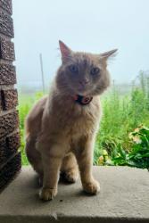 Lost Male Cat last seen Boatland rv and concession road 8, Clarington, ON L0B 1M0