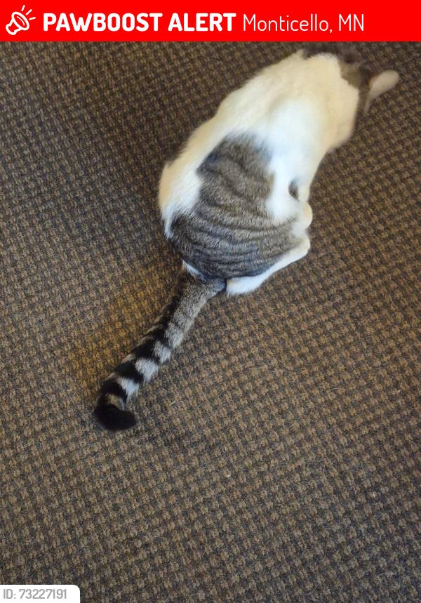 Lost Male Cat last seen Bakken and Troy Marquette Dr, Monticello, MN 55362