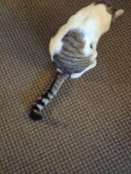 Lost Male Cat last seen Bakken and Troy Marquette Dr, Monticello, MN 55362