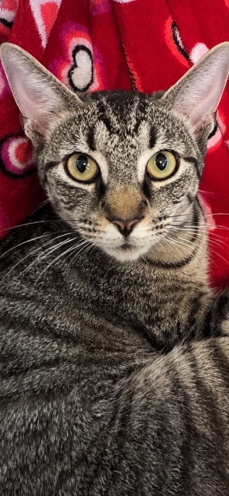 Shelter Stray Female Cat last seen , 5302 Stone St, Chattanooga, TN 37412, USA