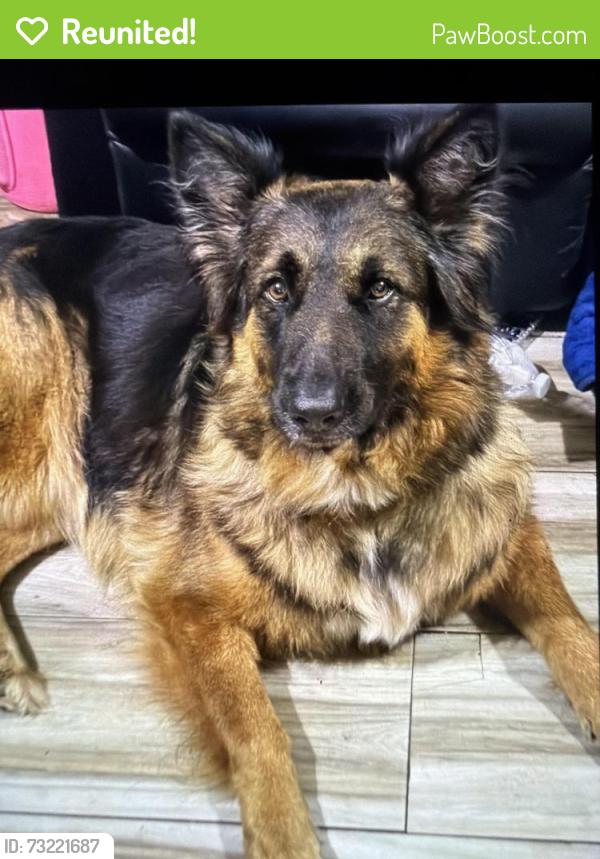 Reunited Female Dog last seen Barberry and Sycamore school Road, Fort Worth, TX 76133