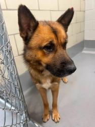 Found/Stray Male Dog last seen Located at Rockdale County Animal Service, 1506 Rockbridge Road, Conyers, GA 30012, Conyers, GA 30012