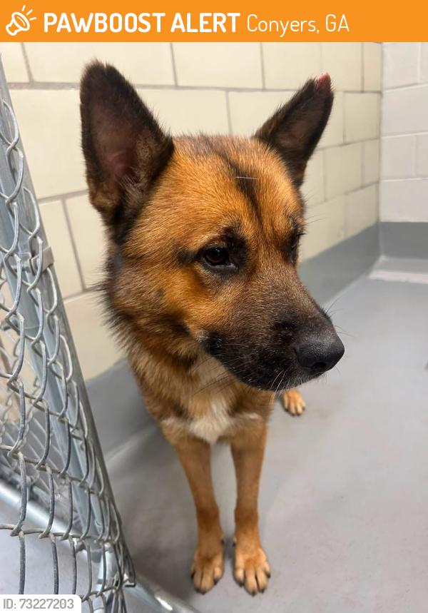Found/Stray Male Dog last seen Located at Rockdale County Animal Service, 1506 Rockbridge Road, Conyers, GA 30012, Conyers, GA 30012