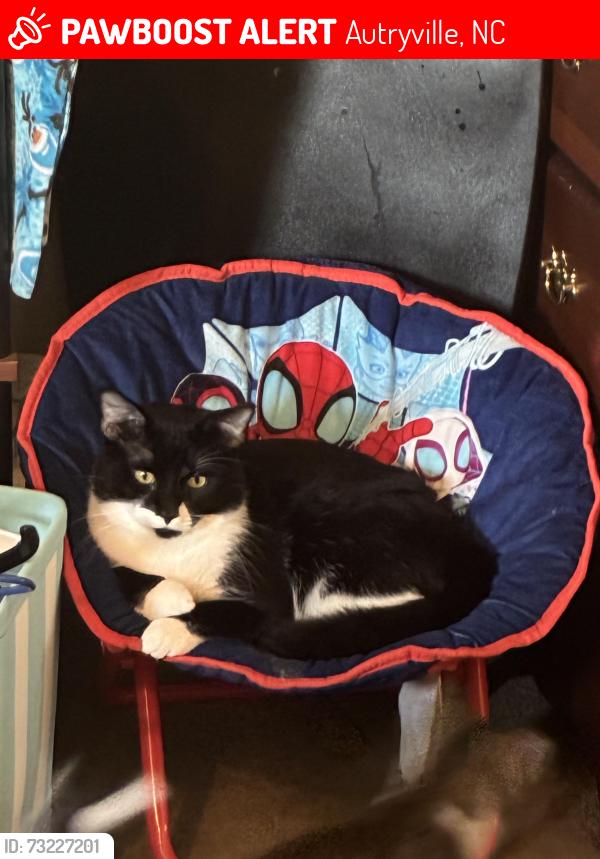 Lost Male Cat last seen My hse that address he got out the window, Autryville, NC 28318