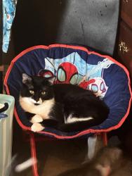 Lost Male Cat last seen My hse that address he got out the window, Autryville, NC 28318