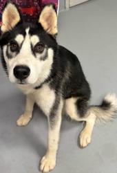Found/Stray Male Dog last seen Located at Rockdale County Animal Service, 1506 Rockbridge Road, Conyers, GA 30012, Conyers, GA 30012