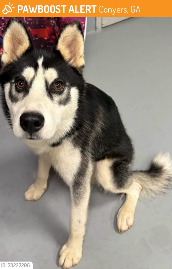 Found/Stray Male Dog last seen Located at Rockdale County Animal Service, 1506 Rockbridge Road, Conyers, GA 30012, Conyers, GA 30012