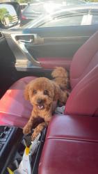 Lost Male Dog last seen Newbridge, Potomac, MD 20854
