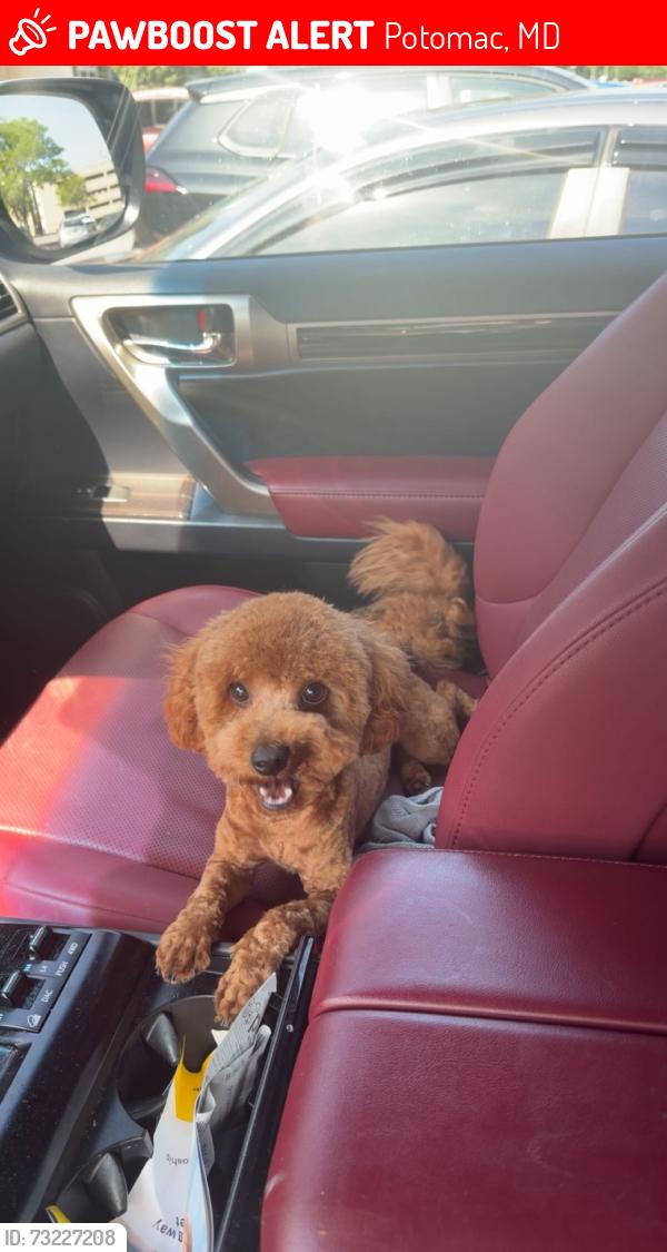 Lost Male Dog last seen Newbridge, Potomac, MD 20854
