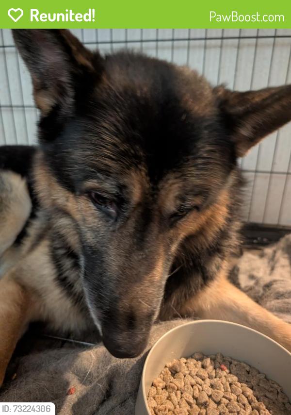 Reunited Female Dog last seen Near Crestway Heights, San Antonio, TX 78244