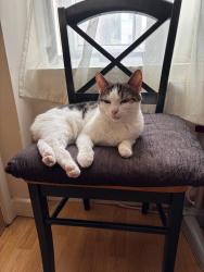 Reunited Female Cat last seen flt 133, A-C Knollys Road, Norwood, England SW16 2JP
