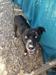Found/Stray Female Dog last seen At the hills of sylmar near cemetery, Los Angeles, CA 91342