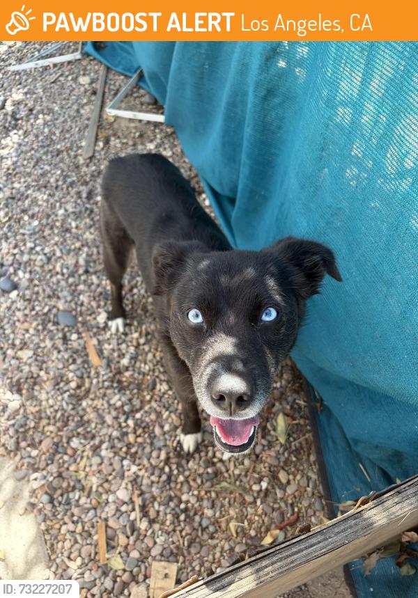Found/Stray Female Dog last seen At the hills of sylmar near cemetery, Los Angeles, CA 91342