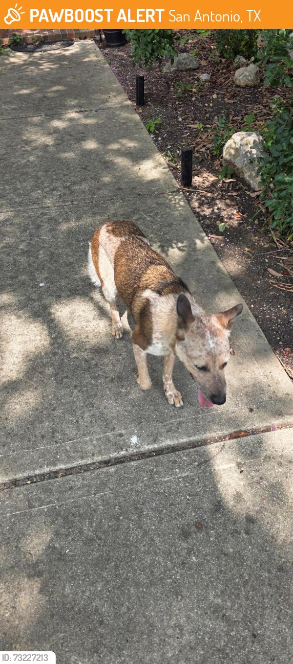 Found/Stray Female Dog last seen Petco on bandera, San Antonio, TX 78250