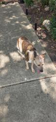 Found/Stray Female Dog last seen Petco on bandera, San Antonio, TX 78250