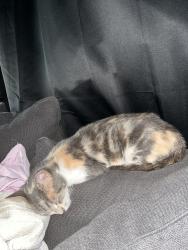 Found/Stray Female Cat last seen Hudson St & Hardin Ave, Memphis, TN 38112