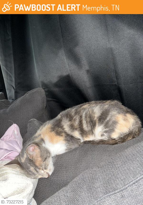 Found/Stray Female Cat last seen Hudson St & Hardin Ave, Memphis, TN 38112