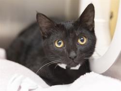 Shelter Stray Male Cat last seen , 5501 E Van Buren St, Phoenix, AZ 85008, USA