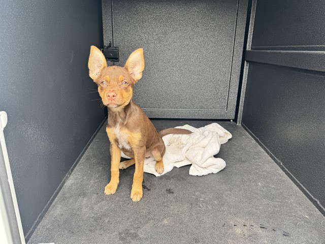 Shelter Stray Male Dog last seen Near BLOCK OF 5TH STREET, 1640 9th St, Santa Monica, CA 90404, USA