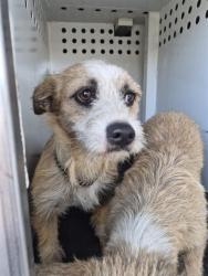Shelter Stray Female Dog last seen Near BLOCK E TRUXTUN AVE, BAKERSFIELD CA, 201 S Mt Vernon Ave, Bakersfield, CA 93307, USA