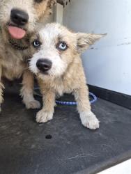 Shelter Stray Female Dog last seen Near BLOCK E TRUXTUN AVE, BAKERSFIELD CA, 201 S Mt Vernon Ave, Bakersfield, CA 93307, USA