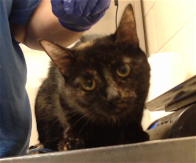Shelter Stray Female Cat last seen Near WIGGINS DR, FAYETTEVILLE NC 28306, 4704 Corporation Dr, Fayetteville, NC 28306, USA