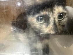 Shelter Stray Female Cat last seen , 957 N Gaffey St, San Pedro, CA 90731, USA