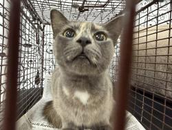Shelter Stray Female Cat last seen , 957 N Gaffey St, San Pedro, CA 90731, USA