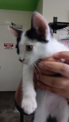 Shelter Stray Male Cat last seen , 1850 W 60th St, Los Angeles, CA 90047, USA