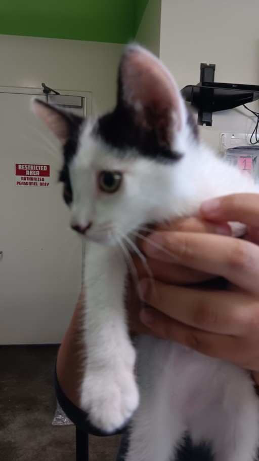 Shelter Stray Male Cat last seen , 1850 W 60th St, Los Angeles, CA 90047, USA