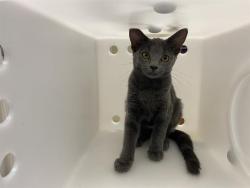 Shelter Stray Female Cat last seen WINDLAKE/BECHER, 3839 W Burnham St, West Milwaukee, WI 53215, USA