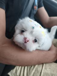 Lost Male Dog last seen Próxima farmacia, Barra Velha, SC 88390-000