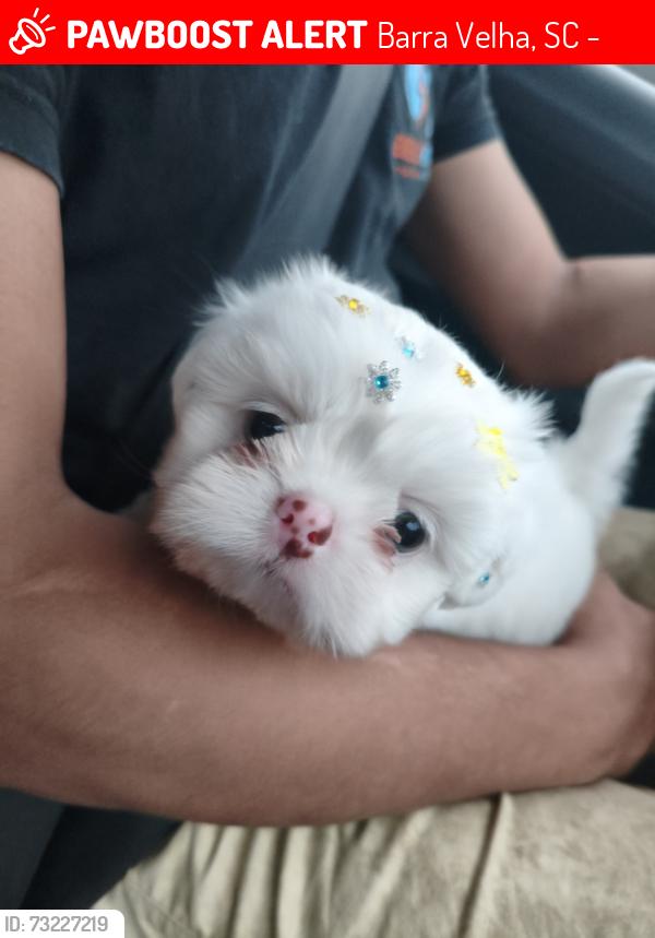 Lost Male Dog last seen Próxima farmacia, Barra Velha, SC 88390-000