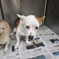 Shelter Stray Male Dog last seen , 11361 W Pico Blvd, Los Angeles, CA 90064, USA