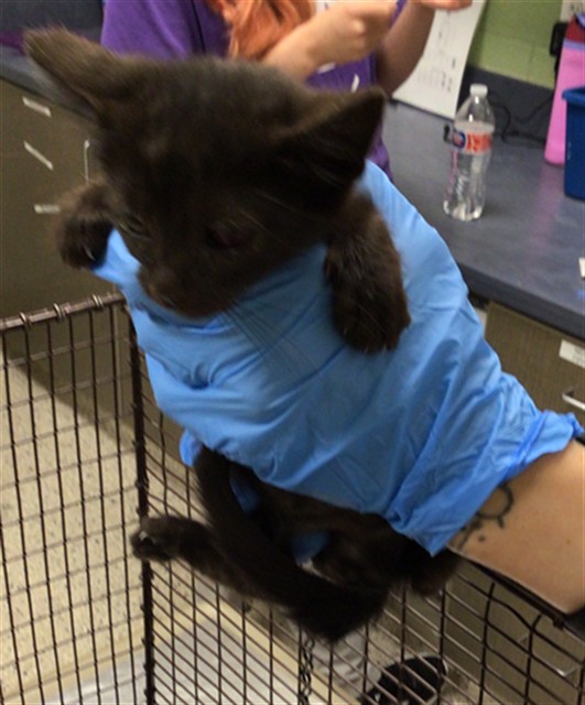 Shelter Stray Female Cat last seen 28TH CT AND WAGNER ST, 12155 Park Blvd, Brighton, CO 80601, USA