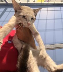 Shelter Stray Female Cat last seen Near BLOCK E CARTER ST, 333 Chandler Pl, San Bernardino, CA 92408, USA