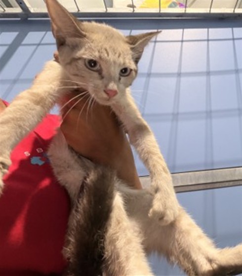Shelter Stray Female Cat last seen Near BLOCK E CARTER ST, 333 Chandler Pl, San Bernardino, CA 92408, USA