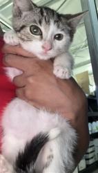 Shelter Stray Female Cat last seen WALL AVE X E 16TH ST, 333 Chandler Pl, San Bernardino, CA 92408, USA