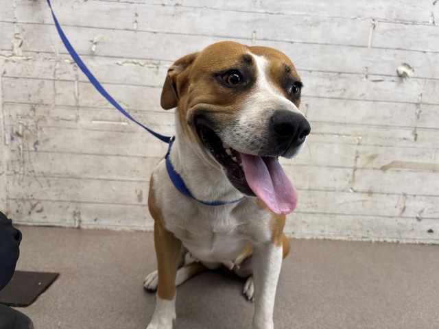 Shelter Stray Female Dog last seen WATERMAN AVE X BASELINE ST, 333 Chandler Pl, San Bernardino, CA 92408, USA
