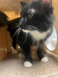 Shelter Stray Female Cat last seen Near BLOCK JURUPA AVE, RIVERSIDE CA, 6851 Van Buren Boulevard, Jurupa Valley, CA 92509, USA